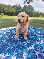 Buddy, a male Golden Retriever for sale in Monroe, NC – 1 of 1