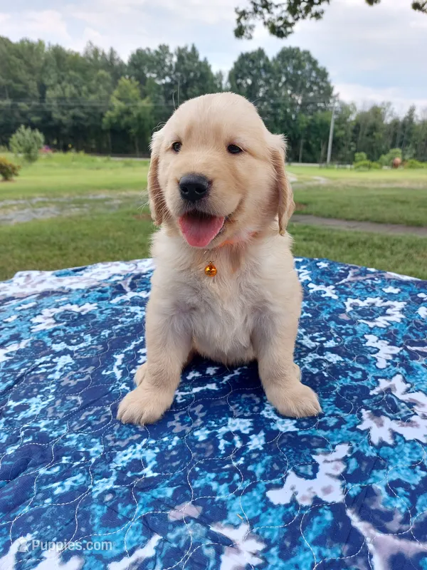 Charlie – Golden Retriever puppy for sale in Monroe, NC