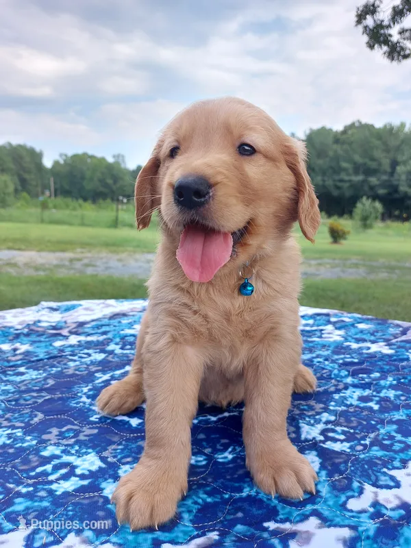 Duke – Golden Retriever puppy for sale in Monroe, NC