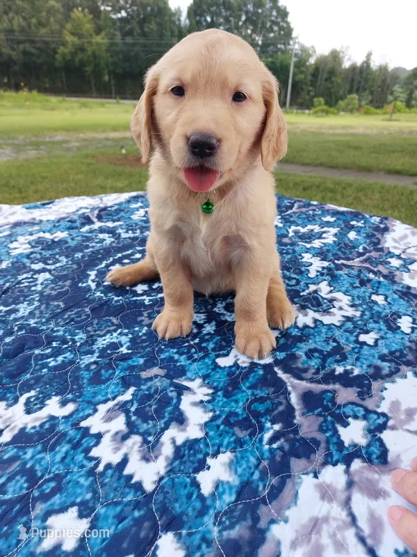 Lucy – Golden Retriever puppy for sale in Monroe, NC