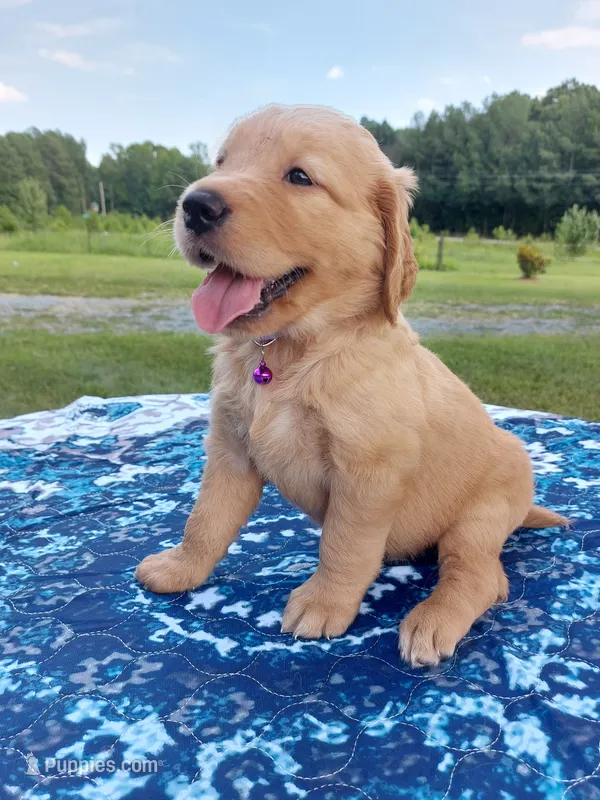 Willow – Golden Retriever puppy for sale in Monroe, NC
