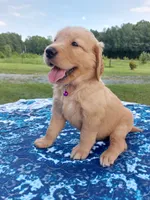 Willow, a female Golden Retriever for sale in Monroe, NC – 1 of 1