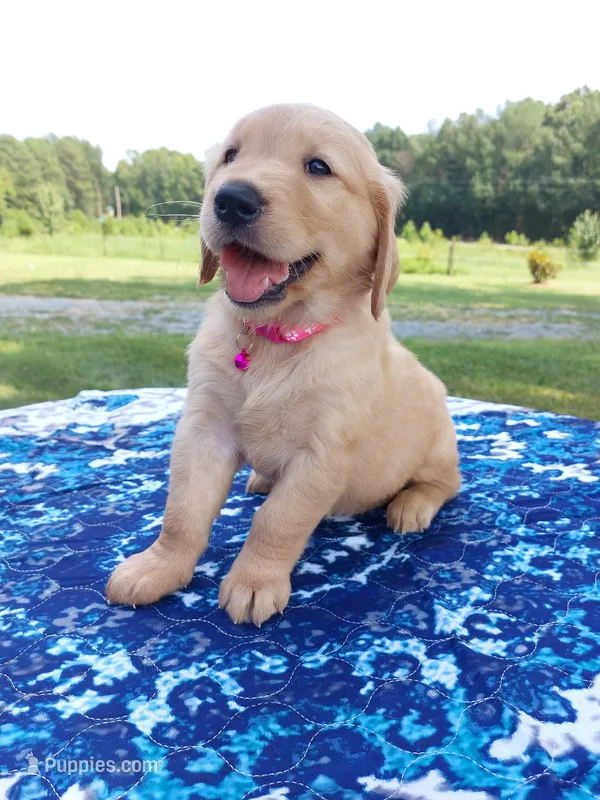 Sadie – Golden Retriever puppy for sale in Monroe, NC