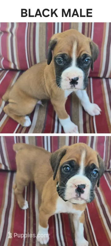 Black – Boxer puppy for sale in Malabar, FL