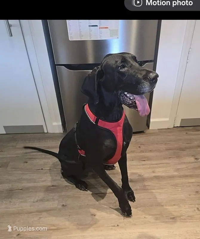 Sheba – Great Dane puppy for sale in Malabar, FL