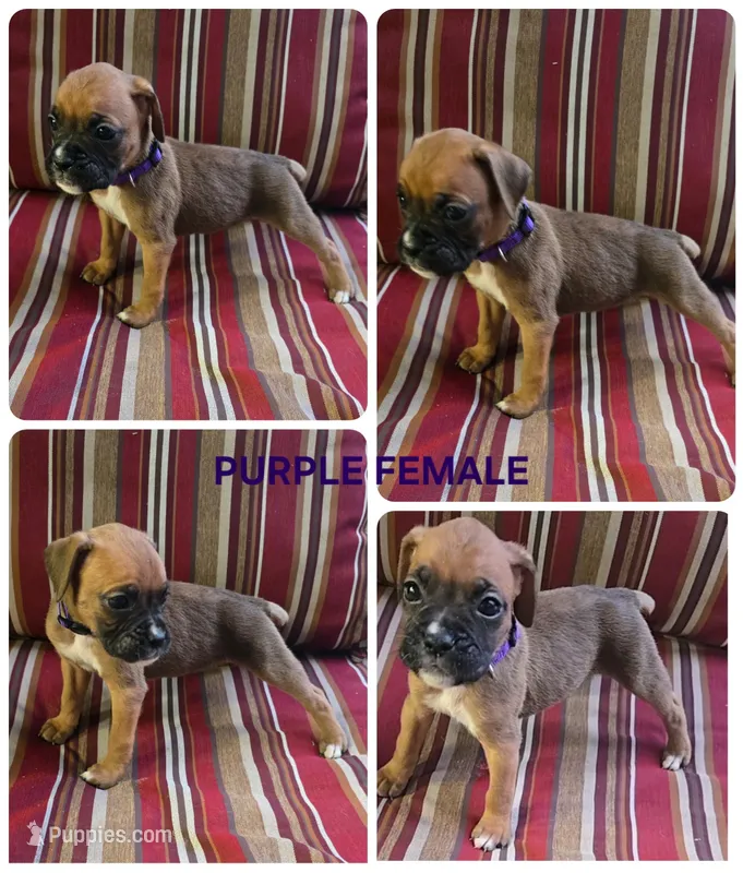 Purple – Boxer puppy for sale in Malabar, FL