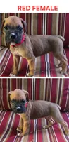 Red, a female Boxer for sale in Malabar, FL – 1 of 1