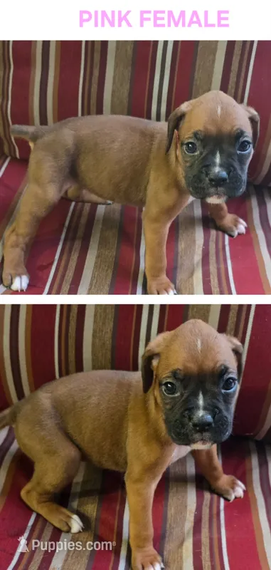 Pink – Boxer puppy for sale in Malabar, FL