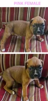 Pink, a female Boxer for sale in Malabar, FL – 1 of 1