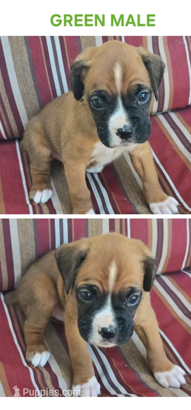 Green – Boxer puppy for sale in Malabar, FL
