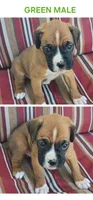Green, a male Boxer for sale in Malabar, FL – 1 of 1