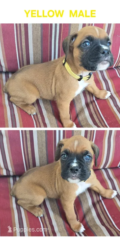 Yellow – Boxer puppy for sale in Malabar, FL