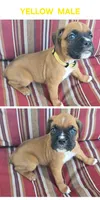 Yellow, a male Boxer for sale in Malabar, FL – 1 of 1