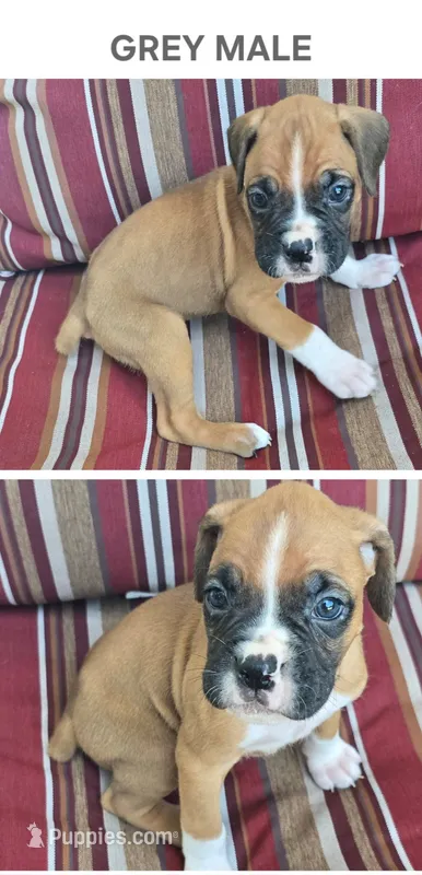 Grey – Boxer puppy for sale in Malabar, FL