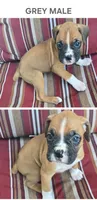 Grey, a male Boxer for sale in Malabar, FL – 1 of 1