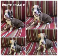 White, a female Boxer for sale in Malabar, FL – 1 of 1