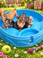 Shirley girl 4, a female French Bulldog and Yorkshire Terrier for sale in Huddleston, VA – 2 of 2