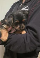 Yorkie baby, a male French Bulldog and Yorkshire Terrier for sale in Huddleston, VA – Photo 6 of 10