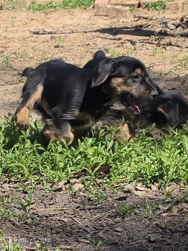 Yorkie baby – Yorkshire Terrier puppy for sale in Huddleston, VA