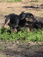 Yorkie baby, a male French Bulldog and Yorkshire Terrier for sale in Huddleston, VA – Photo 3 of 10