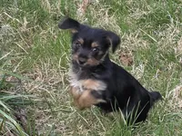 Yorkie baby, a male French Bulldog and Yorkshire Terrier for sale in Huddleston, VA – Photo 4 of 10