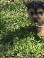 Yorkie baby, a male French Bulldog and Yorkshire Terrier for sale in Huddleston, VA – Photo 9 of 10
