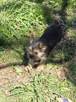 Yorkie baby, a male French Bulldog and Yorkshire Terrier for sale in Huddleston, VA – Photo 2 of 10