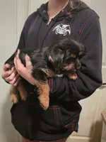 Yorkie baby, a male French Bulldog and Yorkshire Terrier for sale in Huddleston, VA – Photo 7 of 10