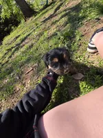 Yorkie baby, a male French Bulldog and Yorkshire Terrier for sale in Huddleston, VA – Photo 10 of 10