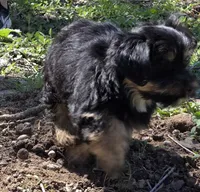 Yorkie baby, a male French Bulldog and Yorkshire Terrier for sale in Huddleston, VA – Photo 5 of 10