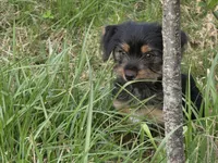 Yorkie baby, a male French Bulldog and Yorkshire Terrier for sale in Huddleston, VA – Photo 8 of 10