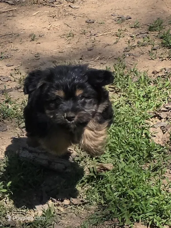 Yorkie baby, a male French Bulldog and Yorkshire Terrier for sale in Huddleston, VA – Photo 1 of 10
