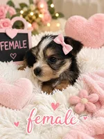 Shirley girl 4, a female French Bulldog and Yorkshire Terrier for sale in Huddleston, VA – 1 of 1