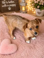 Yorkie baby sable, a male Yorkshire Terrier for sale in Huddleston, VA – 2 of 2
