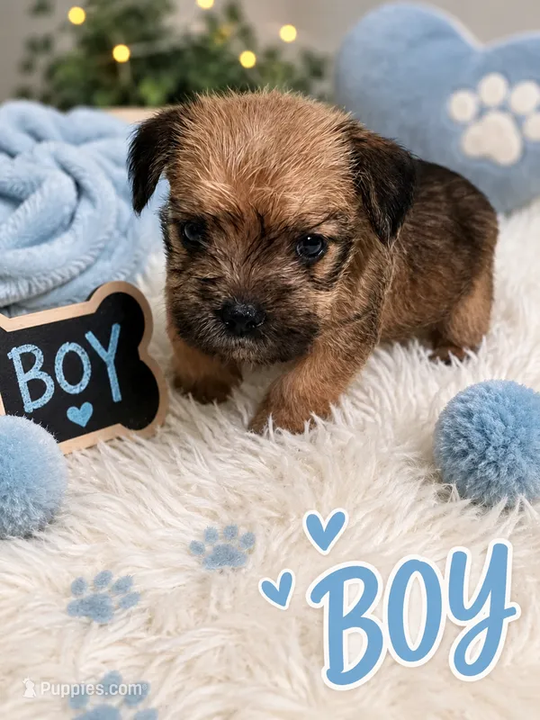 Shirley boy 3 – French Bulldog, Yorkshire Terrier puppy for sale in Huddleston, VA
