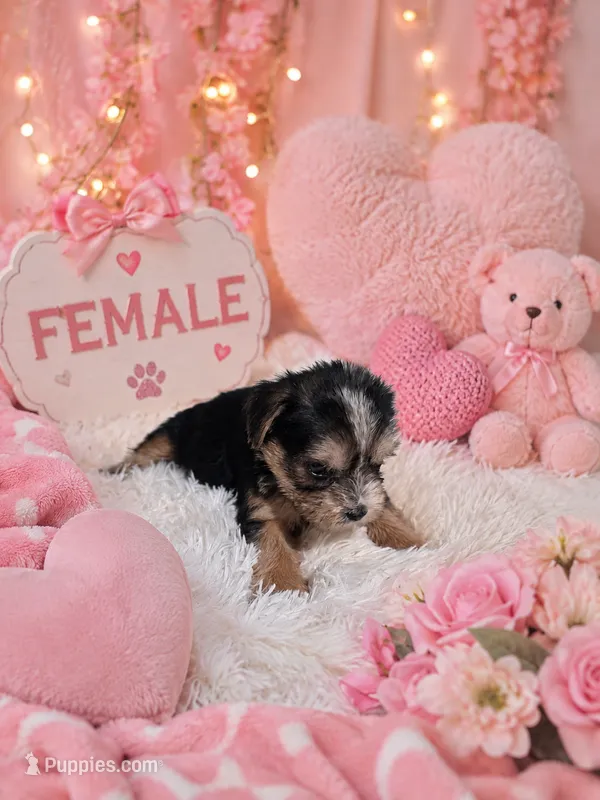 Shirley girl 2 – French Bulldog, Yorkshire Terrier puppy for sale in Huddleston, VA
