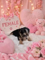 Shirley girl 2, a female French Bulldog and Yorkshire Terrier for sale in Huddleston, VA – 1 of 1