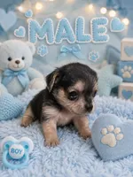 Shirley boy 2, a male French Bulldog and Yorkshire Terrier for sale in Huddleston, VA – 1 of 1