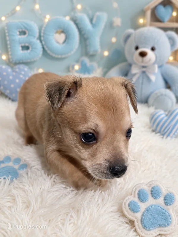 Shirley boy 1 – Yorkshire Terrier puppy for sale in Huddleston, VA