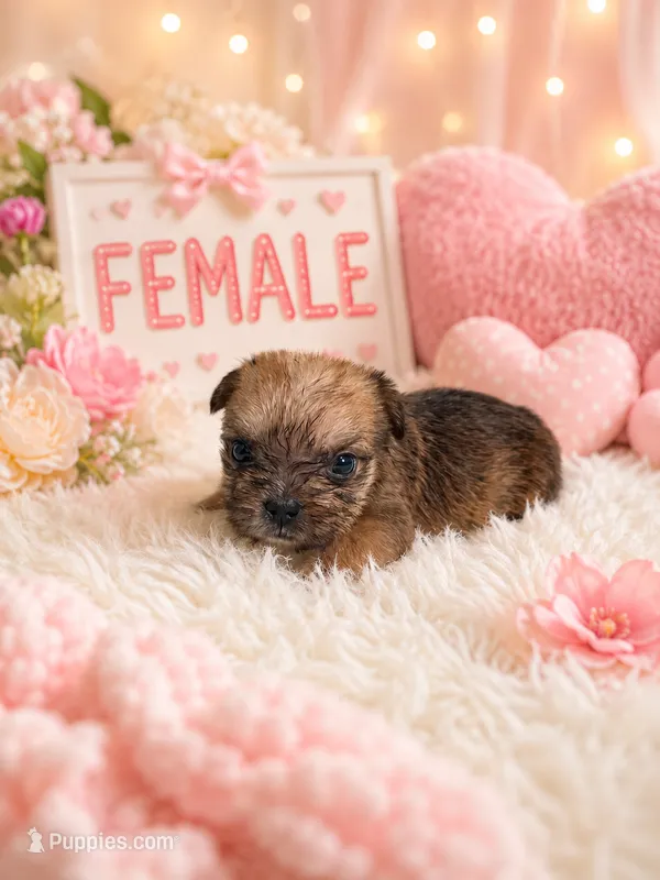Shirley girl 3 – French Bulldog, Yorkshire Terrier puppy for sale in Huddleston, VA