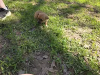 Yorkie baby oshi, a female French Bulldog and Yorkshire Terrier for sale in Huddleston, VA – Photo 4 of 4