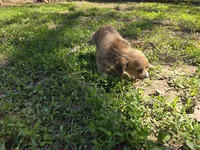 Yorkie baby oshi, a female French Bulldog and Yorkshire Terrier for sale in Huddleston, VA – Photo 3 of 4