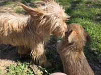 Yorkie baby oshi, a female French Bulldog and Yorkshire Terrier for sale in Huddleston, VA – Photo 1 of 4
