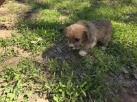 Yorkie baby oshi, a female French Bulldog and Yorkshire Terrier for sale in Huddleston, VA – Photo 2 of 4