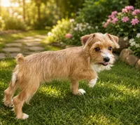 Yorkie baby sable, a male Yorkshire Terrier for sale in Huddleston, VA – 1 of 1