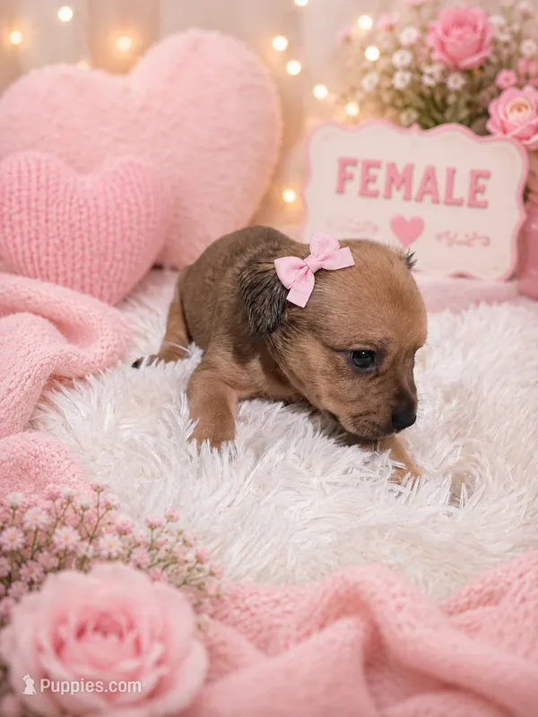 Shirley girl1 – French Bulldog, Yorkshire Terrier puppy for sale in Huddleston, VA