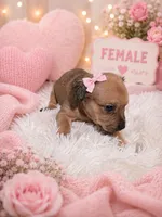 Shirley girl1, a female French Bulldog and Yorkshire Terrier for sale in Huddleston, VA – 1 of 1