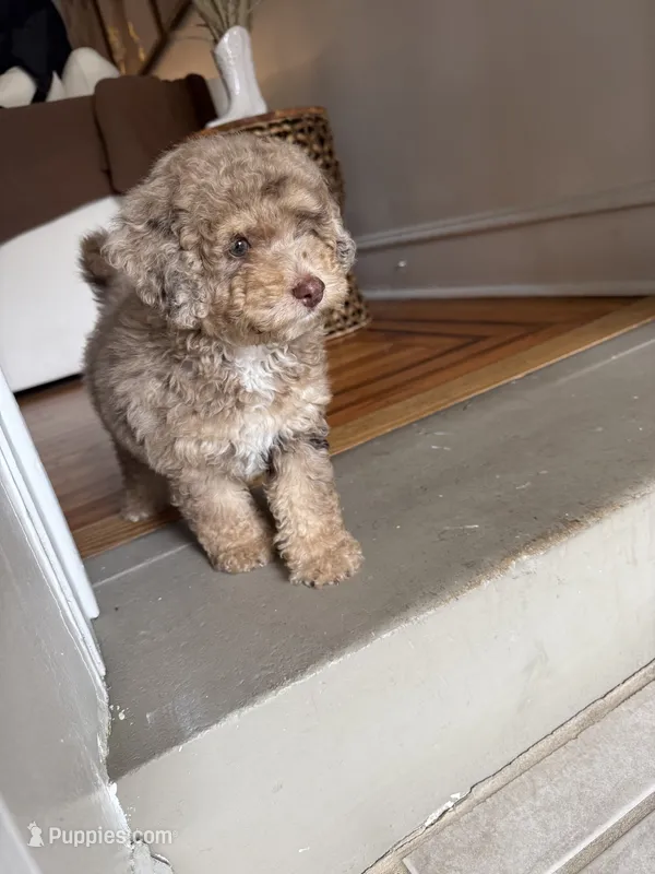poppy – Poodle - Miniature  puppy for sale in Bronx, NY