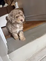 poppy, a female Poodle - Miniature  for sale in Bronx, NY – 1 of 2