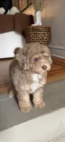 poppy, a female Poodle - Miniature  for sale in Bronx, NY – 2 of 2